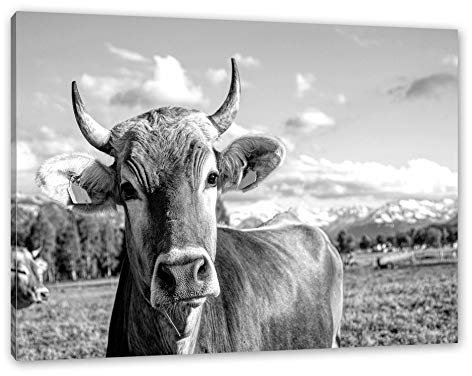 Pixxprint Neugierige Kuh auf Weide im Allgäu, Monochrome, Größe: 60x40cm, Leinwandbild, fertig gespannt, Wandbild, Dekoration, Kunstdruck, kein Poster