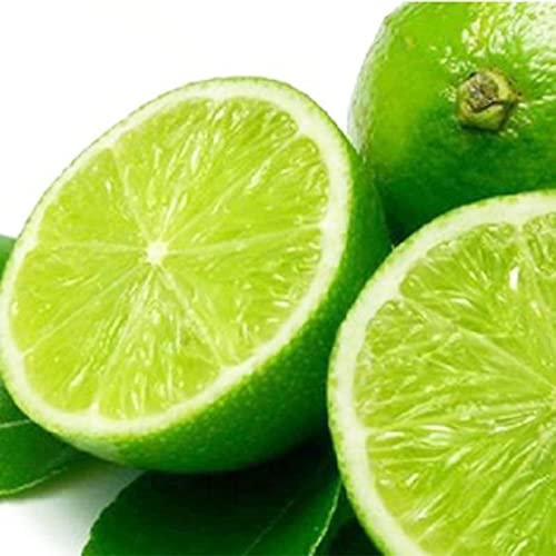 Haloppe 20 piezas de semillas de frutas de limón para plantar en el jardín del hogar, semillas de cítricos de limón Bonsai Fruit Home DIY Garden Yard Plant Pot Decor Semillas de limonero