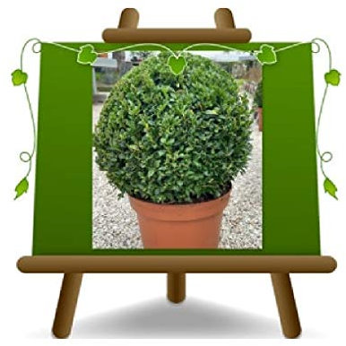 EURO PLANTS VIVAI Bosso Buxus Pumila a Palla Pianta da Siepe Bassa - su Vaso da 24 cm. - Chioma 40 cm