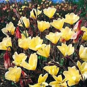 Nachtkerze ''Apricot Delight'' - Oenothera winterhart