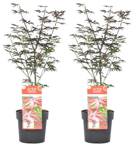 Plant in a Box - Acer palmatum 'Starfish' - Set of 2 - Japanese Maple Hardy - Pot 19cm - Height 60-70cm