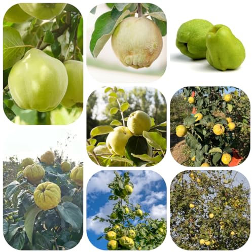 Acquista semi di cotogno piante da giardino d'appartamento albero da frutto piante esotiche albero frutto, di mele cotogne alberi colonnari resistenti resistenti per il giardino semi 400pcs