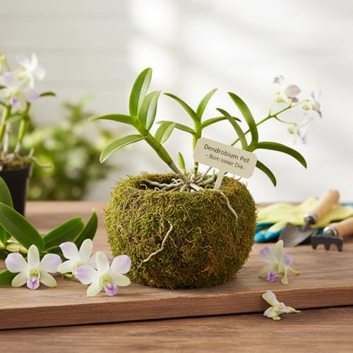 Confezione da 2 palline di muschio, fioriera decorativa in muschio da 6 pollici con vaso interno da 3 pollici per orchidee, vasi bonsai creativi per la decorazione del giardino di casa, palline