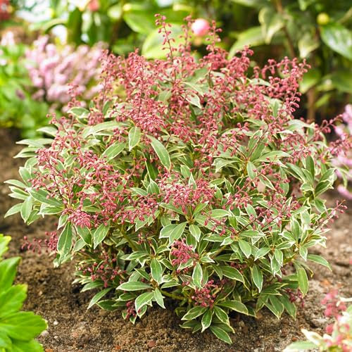 Pieris Polar Passion Evergreen Shrub - Outdoor Plants All Year Round - Plants Outdoor Garden Ready Very Hardy - Pieris Japonica Plant - Border Shrubs Small Flowering Shrubs (9cm Pot, 15-25cm)