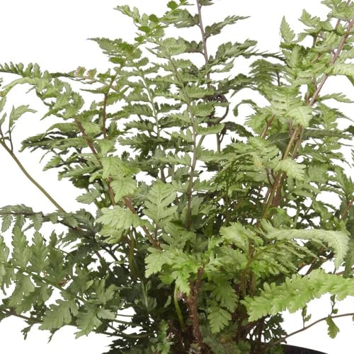 Japanese Fern 'Burgundy Lace'. Plug Plant x 4. Silvery Purple Foliage. Plant for Shady Gardens. Available from Bedwen Plants