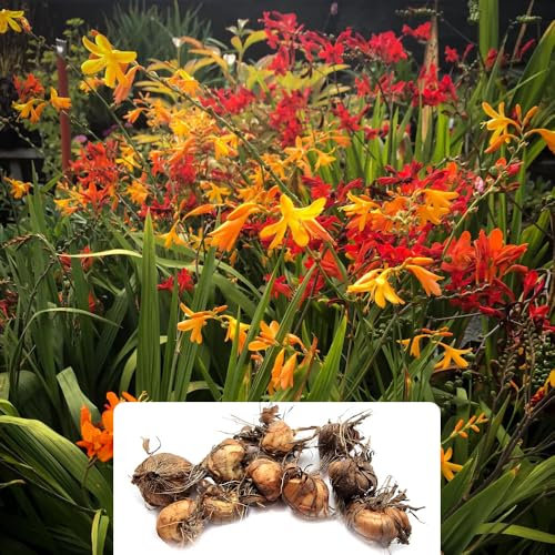 10 Montbretia Mixed Bulbs – Vibrant Funnel-Shaped Flowers for a Stunning Summer Garden – Perennial Bulbs Perfectly Grown for UK Climate