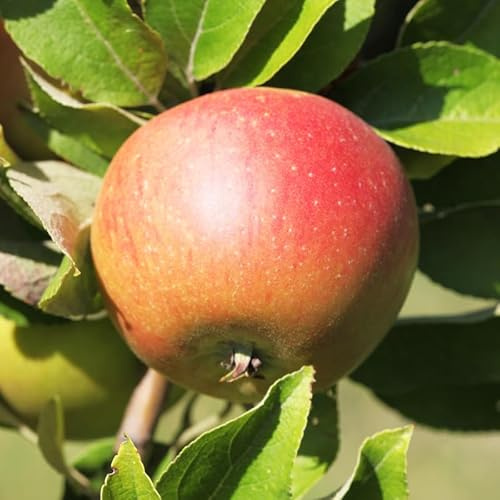 Malus Domestica Coxs Orange Pippin - Pommier 120 cm en Pot - Plante En Pot - Floraison Mars - Hauteur 120cm