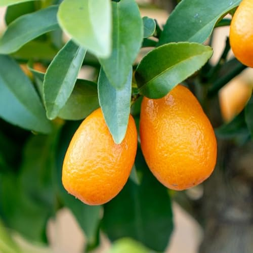 PIANTA DI KUMQUAT in fitocella - età 2/3 anni