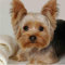 Msszsh 5D Diy Diamant Malerei Kit Stickerei, Tier, Yorkshire Terrier Hund, Kreuzstich, Mosaik, Handarbeiten, Basteln, Kinder Weihnachten 40X40Cm(15.5X15.5inch）