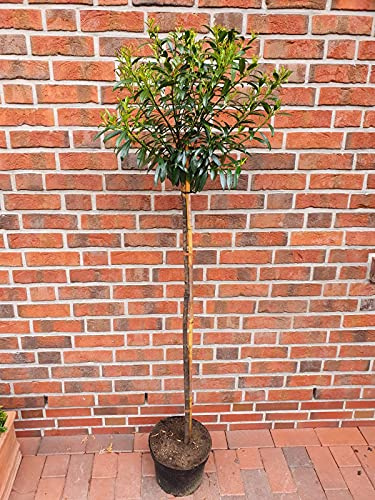 Kirschlorbeer- Stämmchen, Prunus laurocerasus Sofia (Höhe: 170-180 cm), immergrün