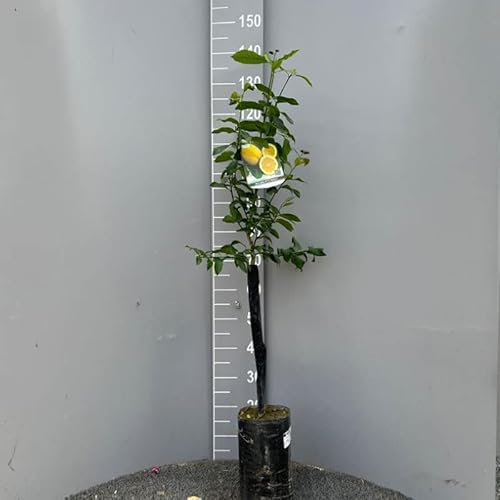 SAVINI VIVAI Pianta di Limone Albero Agrumi Limone Sfusato Amalfitano in Fitocella Altezza 100-120 cm di 1 anno di Innesto Made Italy