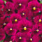 Helza Stiefmütterchen Twix Rose with Eye, Rosa mit Auge Holländische Veilchen, 200 stück, Blumensamen für Garten und Balkon, Pflanzensamen, Saatgut von Kulturpflanzen
