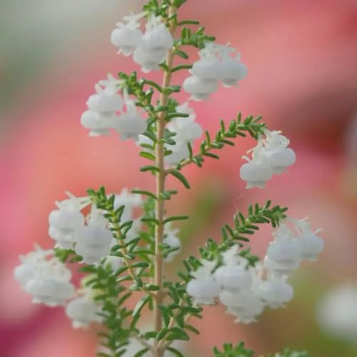 300 Pcs Heidekraut Samen - Blumensamen Balkon, Winterharte Kübelpflanzen Heidekraut Pflanzen Samen, Gartendeko Für Draußen, Balkonpflanzen Wildblumen Balkonblumen, Schnittblumen Samen