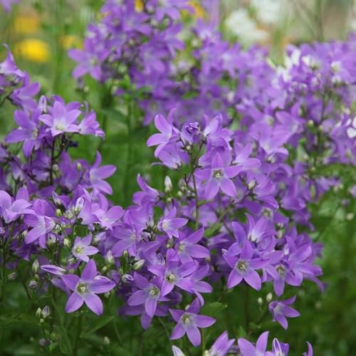 Plant Theory 9cm Pot Campanula Lactiflora Prichards Variety Milky Bellflower Perennial