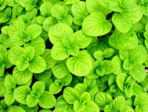 Menta glaciale su vaso cm 14 in confezione da 2 piante