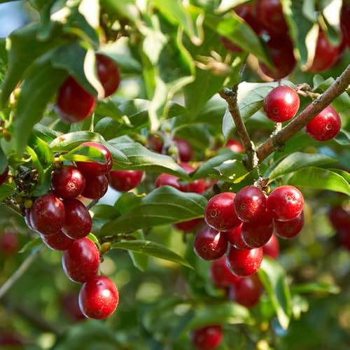 200 Pcs Kornelkirsche Samen - Kornelkirsche Baum Samen, Säulenobst Balkonpflanzen, Sträucher Winterhart Blühend Kornelkirsche Pflanze Kaufen Samen, Säulenobstbäume, Exotische Pflanzen