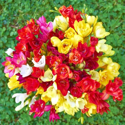 Freesia Double Mix Scented Double-Petalled Exotic Flowers in Vibrant Colours Ideal for Containers or Borders 40 x Bulbs by Thompson and Morgan