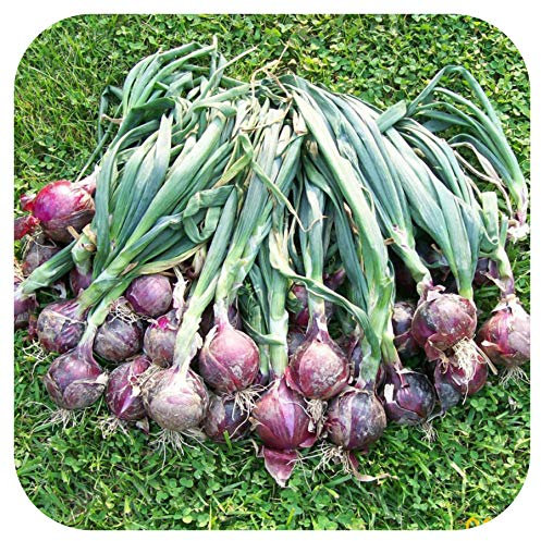 Organic Red Onion 'Karmen' Mini Plug Plants x 12 'Grow Your Own'