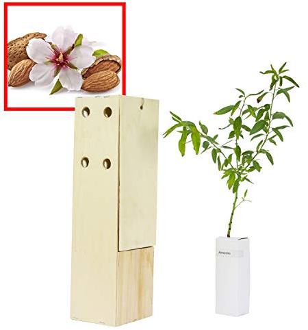 ALMENDRO - Arbolito de Pequeño Tamaño en Caja de Madera - Alveolo Forestal (1 unidad)
