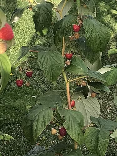 Gardenlovers Frambuesa otoñal, 1 planta, resistente al invierno, perenne, fácil de limpiar, rica cosecha de frutas comestibles
