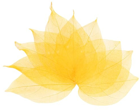 M METERXITY 100-Pack Skeleton Leaves, Natural Rubber Tree Dried Pressed Leaves Vein for Resin/DIY Crafts Card/Scrapbook/Wedding, Small Leaves Decorative [7-9cm, Yellow]