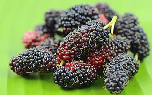Gelso Nero Morus Nigra pianta da frutta in vaso ø19 cm h 2 mt circa - FOTO REALI Vivaio di Castelletto