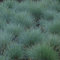 5 x Stecker Piante Blaugras Festuca Glauca Blu Erba Zierpflanze