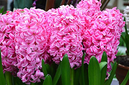 Cottage Garden Bulbs: Lampadine preparate in giacinto rosa, RHS AGM, disponibili in confezioni da 5, 10 e 20 lampadine - Free UK P&P (5)