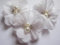 YYCRAFT 20 Stück Chiffon Blumen mit Strass und Perlen Hochzeit Dekoration/Haar Accessoire Handwerk/Nähen Craft(Weiß,5cm)