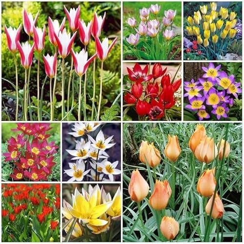 Botanische Niedriege Tulpen Tulpenzwiebeln Onion Farbe Sorte zur Auswahl Knollen winterhart mehrjährig Tulpe (Mix 25 Stk.)