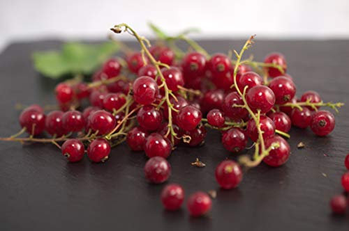 Groseillier à Grappes Junifer C 5 Litres