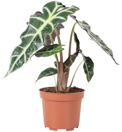 Alocasia Polly Feuille de flèche pour plantes d'intérieur Hauteur env. 25 cm Diamètre du pot 12 cm