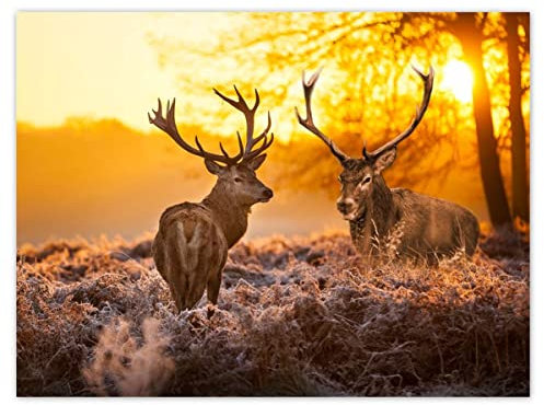 Wandtattoo, 40 x 30 cm, Motiv: Zwei Hirsche Sonnenaufgang Nr. H786M_NS1A