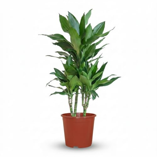 Green boutiQ - Plante d'intérieur - Dragonnier Janet Craig - Dracaena Janet Craig - Vert - Entretien facile - 1 Plante - Pot 21cm - Hauteur 90-100cm