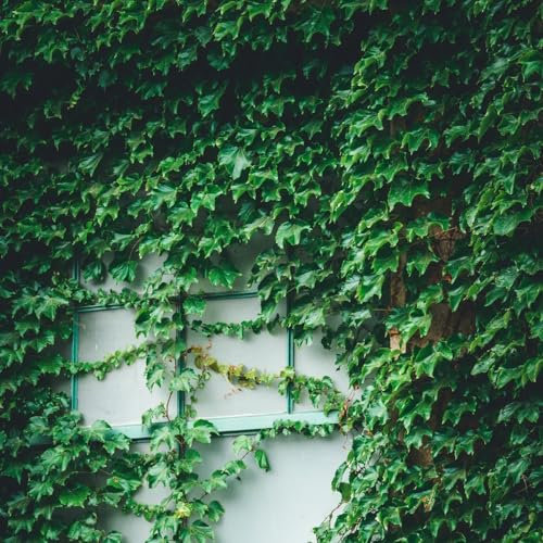 150 pz Semi di Parthenocissus tricuspidata (vite vergine) decorazione del giardino per esterno Piante da balcone resistenti semi regalo giardino decorativo giardino di piante pianta