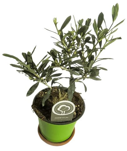 Mini Olivo Olea Europaea Árbol Natural para el Hogar
