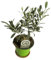 Mini Olivo Olea Europaea Árbol Natural para el Hogar
