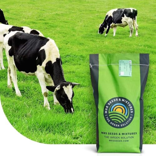 Prairie permanente BG3 - Semences pour prairie - 15 kg pour 3.000 m2-100% ray-grass anglais - Convient au pâturage intensif - Idéal pour la production de foin et de fourrage