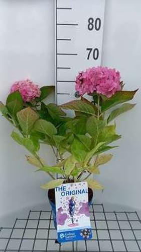 Hydrangea macr. 'Endless Summer Twist&shout'® pink - Hortensien 25-30 cm Container