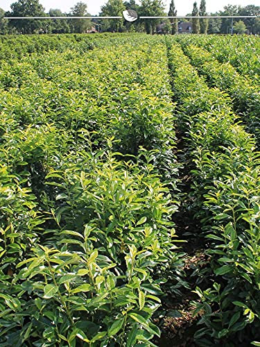 Kirschlorbeer Genolia 100-120 cm IM TOPF. 50 St. Lorbeer = Sichtschutz Hecke