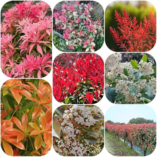 Semi di Photinia Red Robin siepe, ornamentali biologiche decorazioni giardino per esterni ornamentali resistenti esotico raro selvatiche, 250pcs