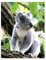 YISUMEI Decke 150x200cm Flauschige Kuscheldecke Weich Flanell Fleecedecke Koala Sitzen