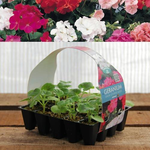 Plug Plants Geranium Showstopper Mix - 20 Plants Per Tray - Ready to Grow On Bedding Plugs - Summer Flowering Ideal for Containers, Patio Pots and Beds or Borders - 1 Pack