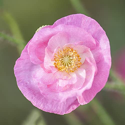 Klatschmohn Samen 200 Rosa Blumenbeet Bonsai Samen Blumensamen Bienenwiese Kleines Geschenk FüR Frauen Wildblumenwiese Zimmerpflanzen Samen Balkonpflanzen