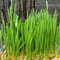 katzen grass samen, katzengras samen zimmerpflanzen hohe Keimrate, topfpflanzen aussaat gemüse samen schnellwachsende pflanzen katzenfreundlich, pflanzensamen einfacher Anbau saatgut 150pcs