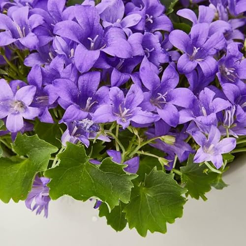 Campanilla Flor Azul - Planta Natural - Campanula Portenschlagiana - Planta Viva con Flores Azules