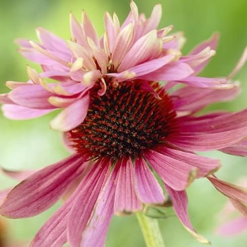 6x Garten-Scheinsonnenhut 'Doubledecker' - Echinacea purpurea ‘Doubledecker’ - Kleincontainer 9x9cm