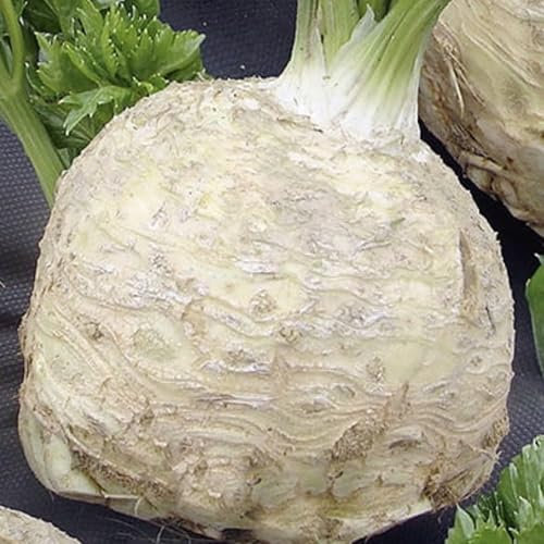 WegAna Semi di sedano rapa 10g, Semi di ortaggi Semi di coltivazione per serra Giardino Medio Precoce