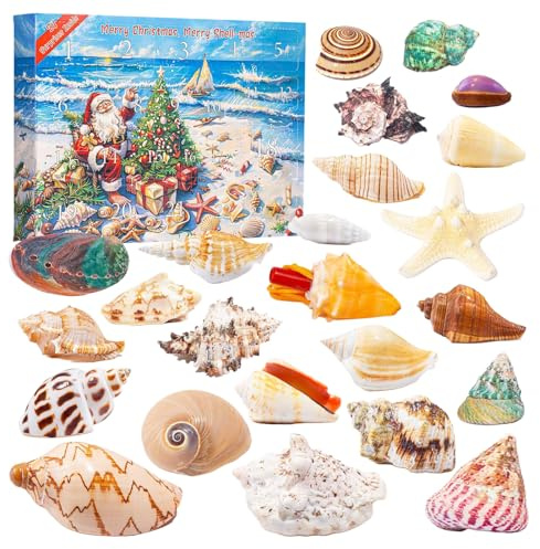 Muschel-Adventskalender 2025, 24 Weihnachts Countdown Spielzeug Adventskalender mit Meeresmuschel, Jakobsmuschel und Seestern, zum Lernen, Sammeln, wissenschaftliches Geschenk für Kinder