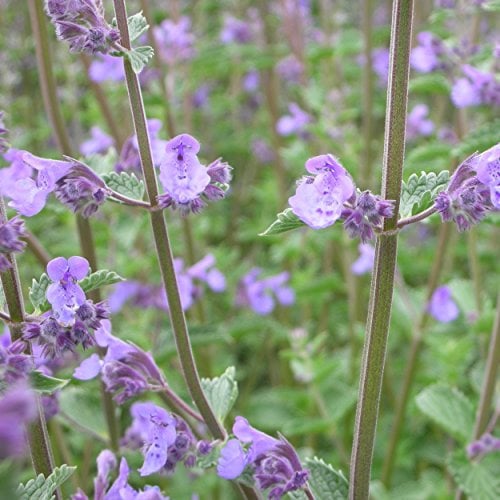 Blumixx Stauden Nepeta x faassenii 'Walkers Low' - Katzenminze, im 0,5 Liter Topf, violettblau blühend
